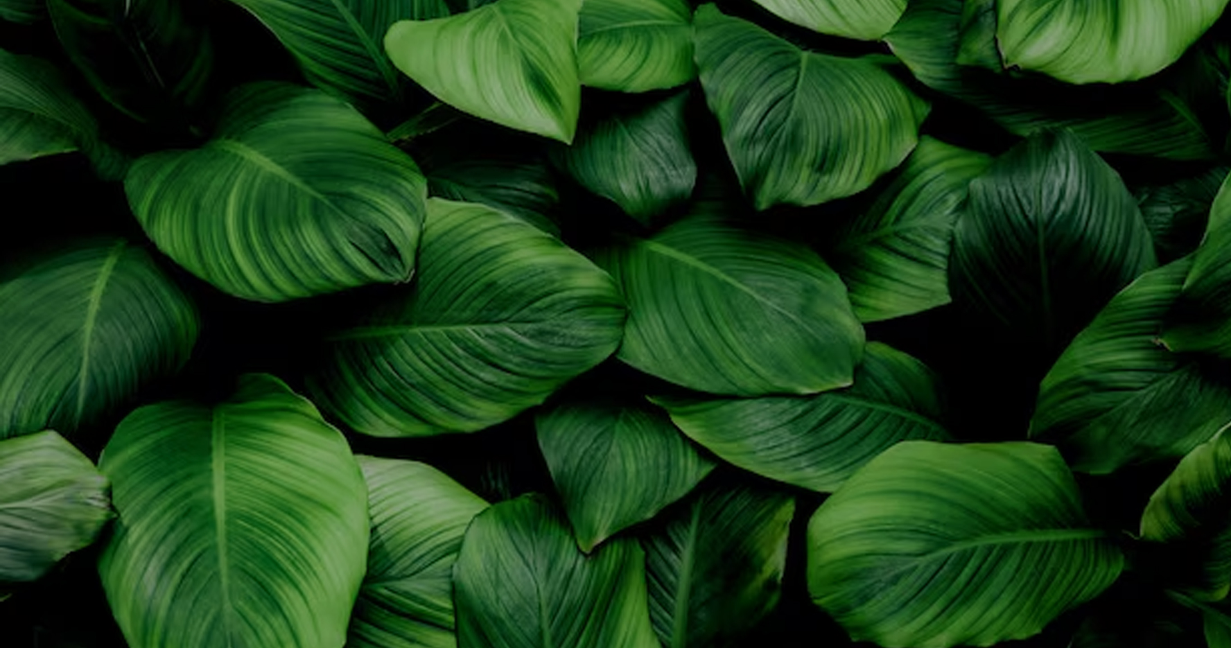 Emaar New Launch New Gurgaon